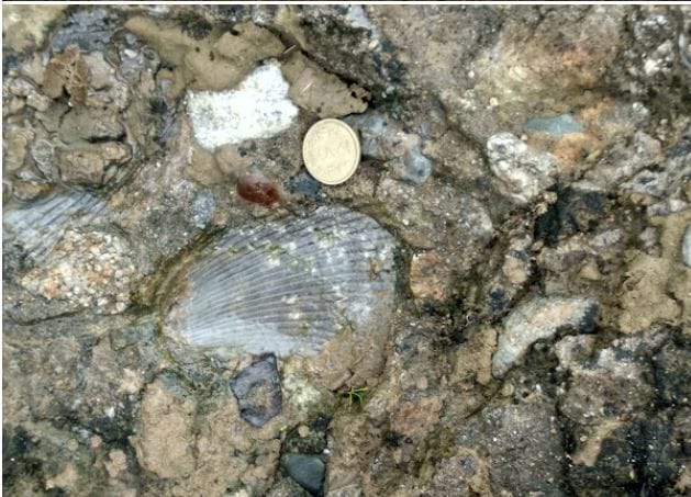 छत्तीसगढ़ का अनमोल खजाना : 293 मिलियन साल पुराने समुद्री जीवाश्मों का राज़ खोलता गोंडवाना मरीन फॉसिल पार्क