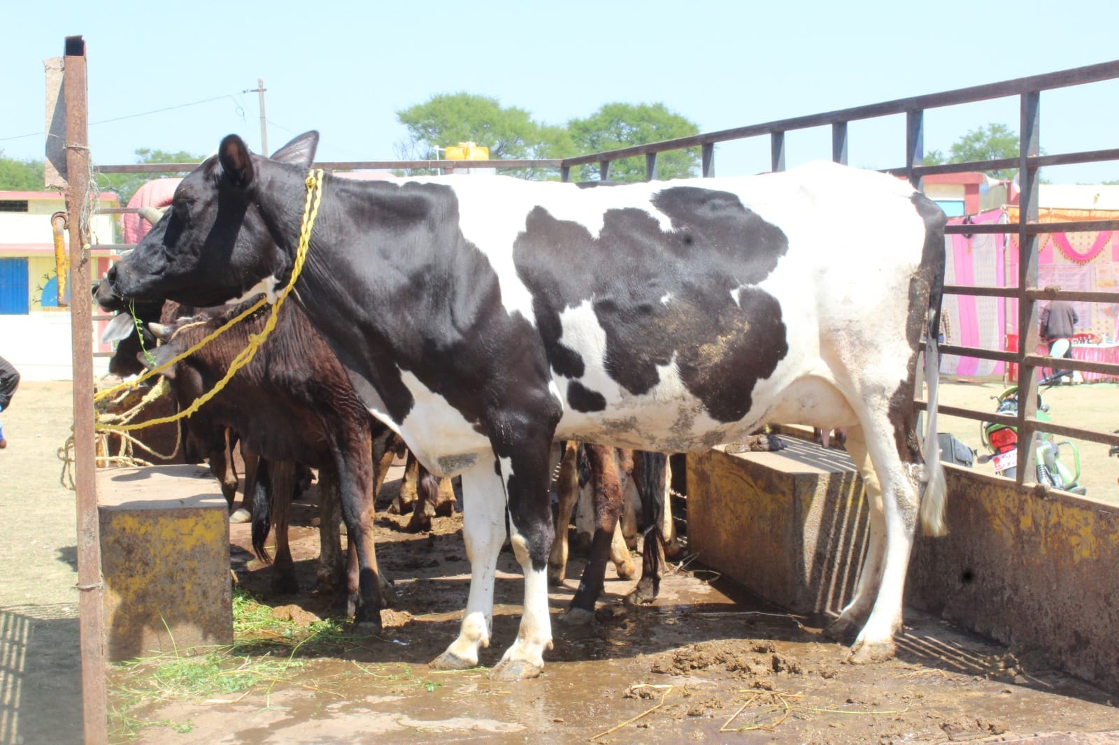 जिला स्तरीय पशु मेला का हुआ आयोजन